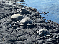 Four green sea turtle resting on a bench of basaltic lava (closer view).